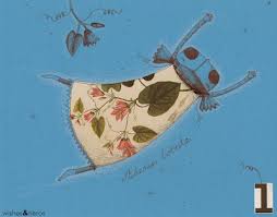 Image result for Adenia rumicifolia