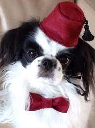 Dog Fez Bow Tie Set Dog Hat Small By Doginafez On Etsy Dog Hat Pet Costumes Dogs