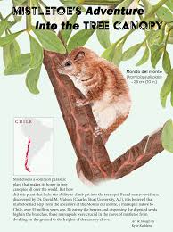 Their distribution is within chile and adjacent argentina from about 36s. The Monito Del Monte And The Mistletoe Illustrating Nature 2021