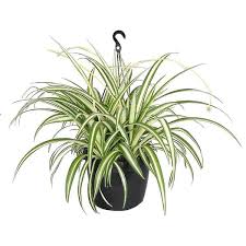 Image result for Chlorophytum pauper