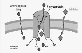 Image result for P-Glycoprotein