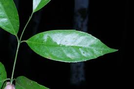 Image result for Monimiaceae