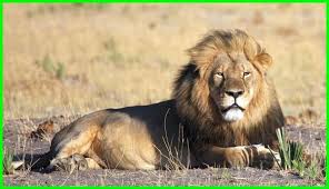 Mohon dikoreksi apabila terdapat kesalahan. Inilah Seluk Beluk Singa Sang Raja Hutan Yang Melegenda Dunia Fauna Hewan Binatang Tumbuhan Dunia Fauna Hewan Binatang Tumbuhan