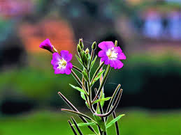 Siempre habrá una flor para alegrar tu camino. Flores silvestres por  Antonio Tavares | Fotografía | Turismo de Observación