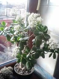 Image result for Crassula morrumbalensis