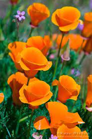 Papoulas California Eschscholtzia California Poppy Poppies Beautiful Flowers