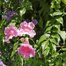 Image result for Podranea