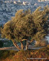 Olive Tree At Sunset Looking Over Jerusalem Israel Photo Online Gallery Art