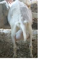 Conform valorilor nutritionale, laptele de capra contine aproape acelasi nivel de calciu, vitamine si minerale ca cel de vaca. Capra Nobila Germana Alba Natura