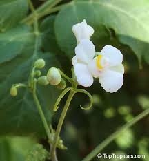 Image result for Cardiospermum