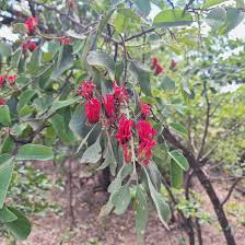 Image result for Globimetula mweroensis