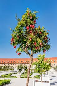 Once considered a fruit for royalty, the pomegranate is a delicious addition to your backyard orchard or edible landscaping. Tree Of The Month Pomegranate Westbury Windows And Joinery