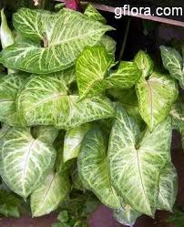 Image result for Araceae