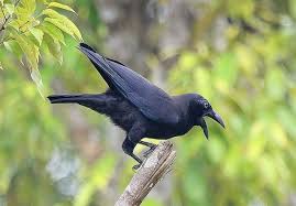 Birds Of Western Washington Sassy Crow Crow Animal Sounds Animals