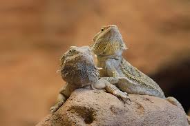 Visit this site for details: How To Care For Baby Bearded Dragons Petbarn