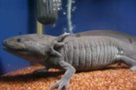 学名 ambystoma mexicanum英名 mexican axolotl. æ°´æ§½è€…ã¨æ°´ã®ç®± ã‚¦ãƒ¼ãƒ'ãƒ¼ãƒ«ãƒ¼ãƒ'ãƒ¼ ãƒ¡ã‚­ã‚·ã‚³ã‚µãƒ©ãƒžãƒ³ãƒ€ãƒ¼