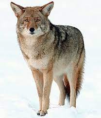 Do not turn your back or run. Coyote Wikipedia