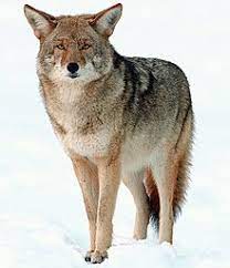This predator is arguably the hardiest and most adaptable species on this continent. Coyote Wikipedia