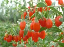 Maybe you would like to learn more about one of these? Goji Berry Berry Plants Ison S Nursery Vineyard