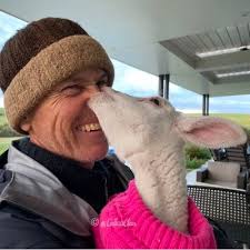 olive wolf (@olivewolfs)