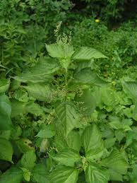 Image result for Laportea alatipes