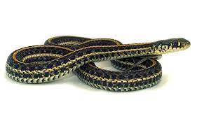| photo by aislinn sarnacki. Plains Garter Snake Wikipedia