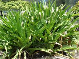 Image result for Crinum asiaticum