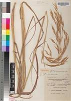 Image result for Tristachya superba