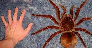 The order contains around 100 different species. The 16 Largest Spiders On Earth Mutually