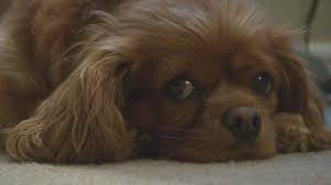 Their dam is a black and tan and the sire is ruby. Call For Action Alert Woman Says She Paid For Dog Online And Never Got It