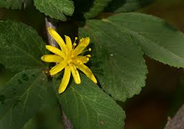 Image result for Grewia falcistipula