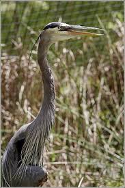 Blue Heron South Carolina Tourism South Carolina Vacation Animal Habitats