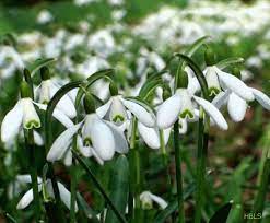Scandinavian Priestess Some Thoughts On Imbolc Spring Nature Early Spring Flowers Nature Gif