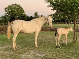 Buckskin horses will often change color from season to season. 2020 Buttermilk Buckskin Sold