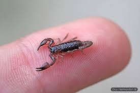 Baby Scorpion Nebo Hierichonticus On My Finger נבו יריחו Scorpion Weird Insects Beautiful Bugs