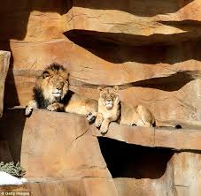 Maybe you would like to learn more about one of these? Are There Dangerous Animals In Illinois