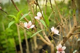 The numerous cultivars include both fruiting and flowering peaches with double flowers. Peach A Natural Farm
