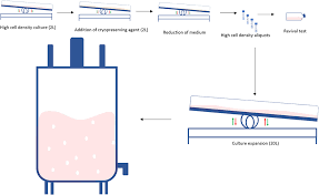 Is there a new shear strategy for cell culture? Frontiers Scale Up Technologies For The Manufacture Of Adherent Cells Nutrition