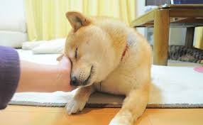 Meet The Real Dog Behind The Doge Meme The Barkpost