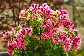 Image result for Geranium