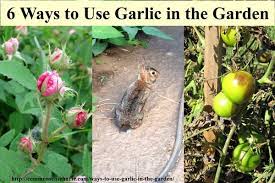 Decent soil, adequate moisture, and, of. 6 Ways To Use Garlic In The Garden And Yard