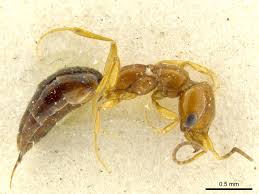 Image result for Scleria hispidula