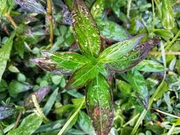 Image result for Spermacoce ocymoides