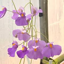 Image result for Utricularia tortilis