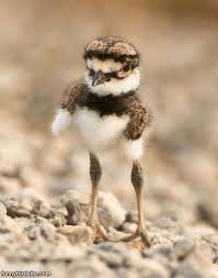 Cutest Bird Ever Funny Birds Funny Bird Pictures Cuddly Animals