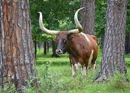 Forest Longhorn Cattle Photographed By Rd Erickson Please Visit My Website Www Rdericksonfineart Com Rare Animals Longhorn Cattle Cattle