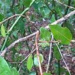 Image result for Polysphaeria