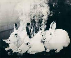 7 Reasons Why Animal Experimentation Is Just Not Right