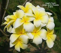 Browse Plumeria By Name With Embedded Descriptions If You D Like To Purchase Please Use Our Shop Section Angels Touch Plumeria Flowers Plumeria