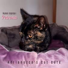 Adrianuzca's CAT CAFÉ - Inicio | Facebook